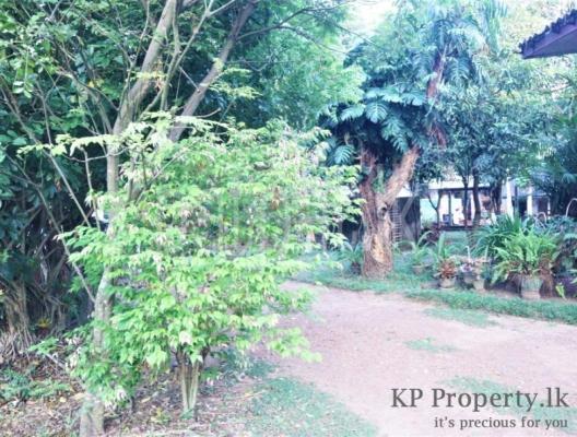 premium-listing-image