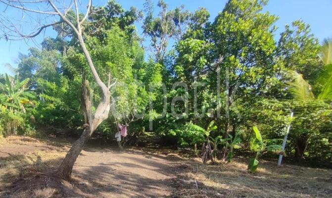 premium-listing-image