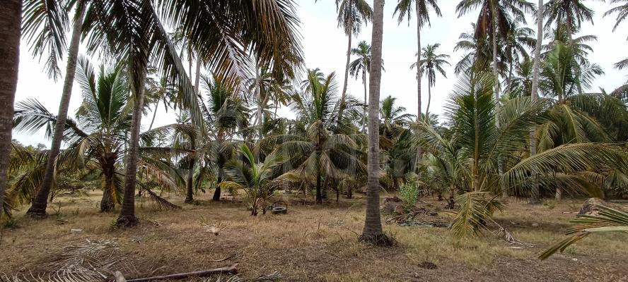 Agricultural Land for Sale in Puttalam