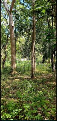 premium-listing-image