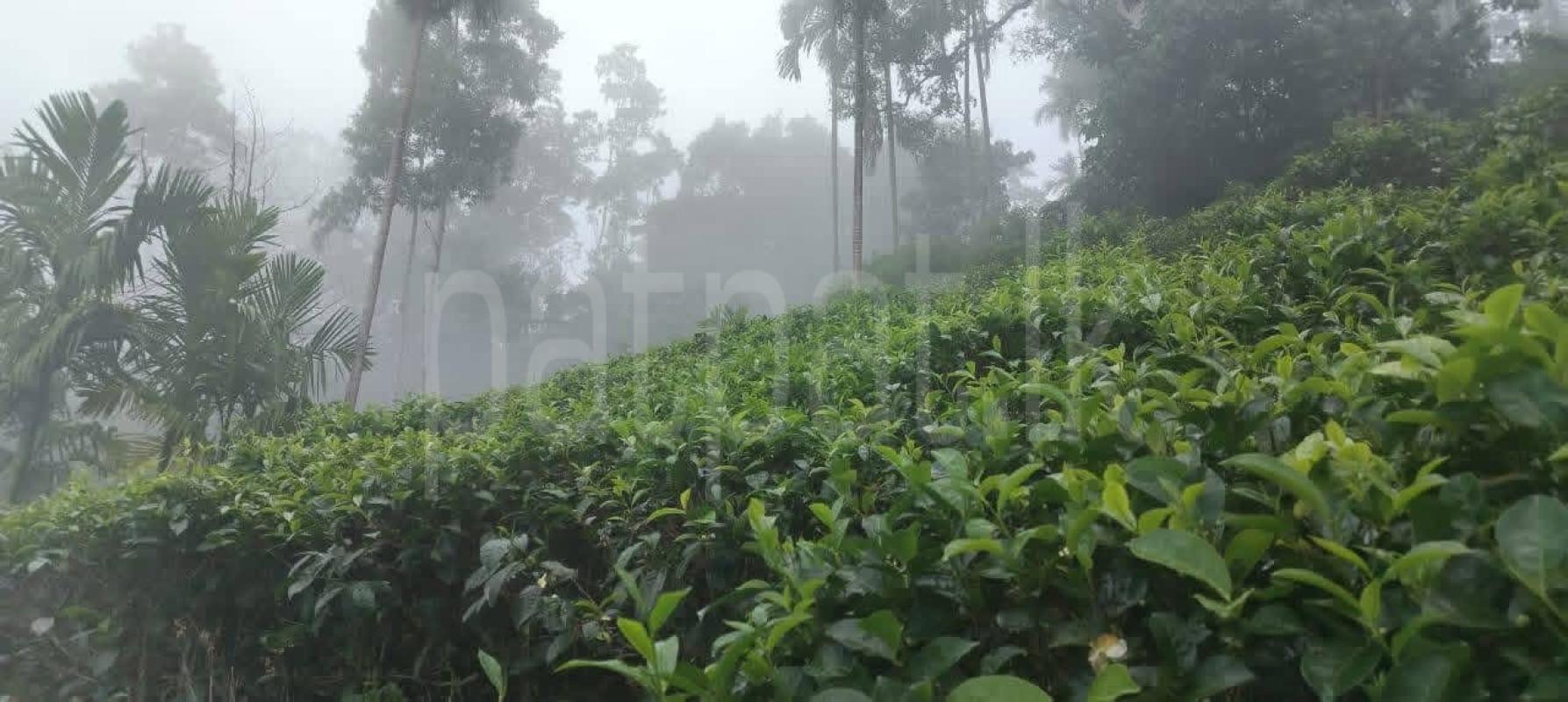Agricultural Land for Sale in Deniyaya