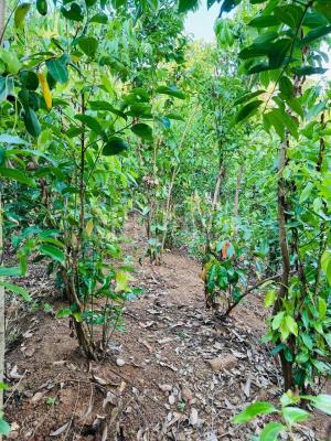 premium-listing-image