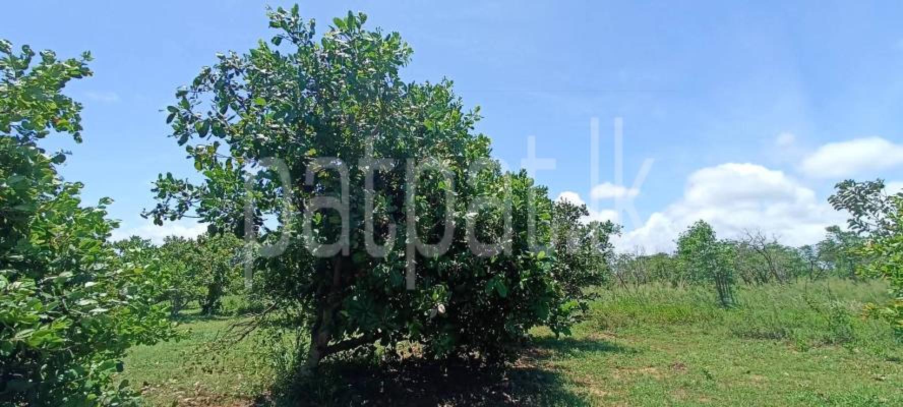 Agricultural Land for Sale in Puttalam