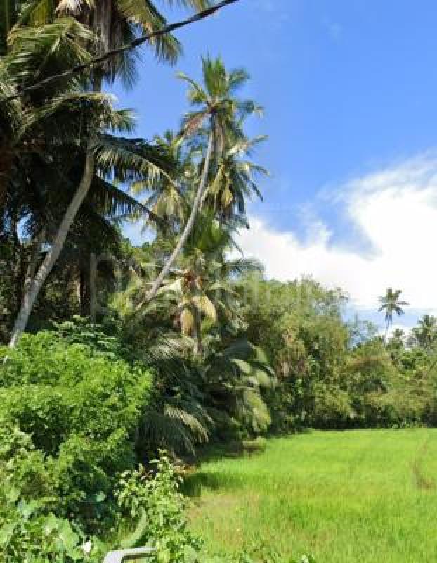 Commercial Land for Sale in Giriulla