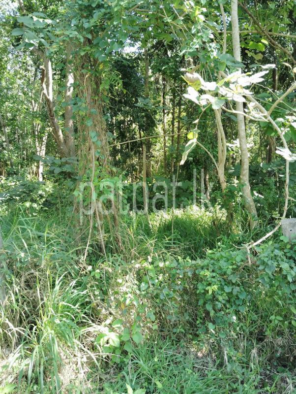 Commercial Land for Sale in Giriulla