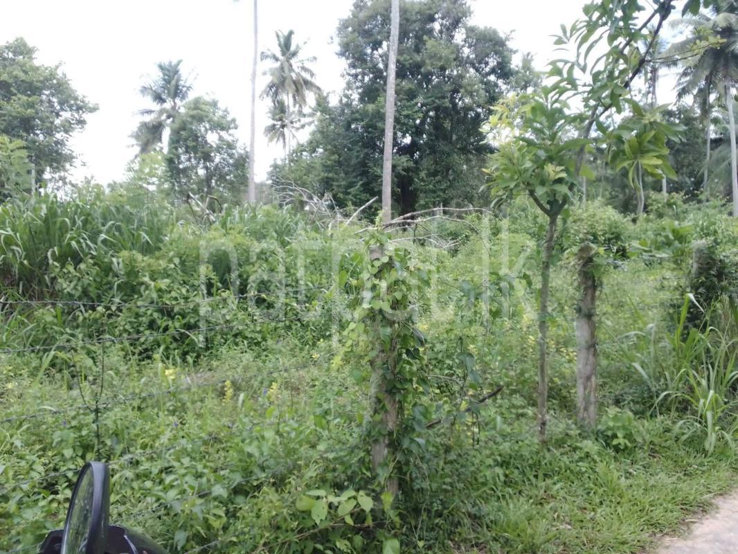 Agricultural Land for Sale in Pannala