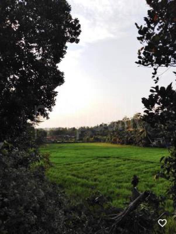 Commercial Land for Sale in Mirissa