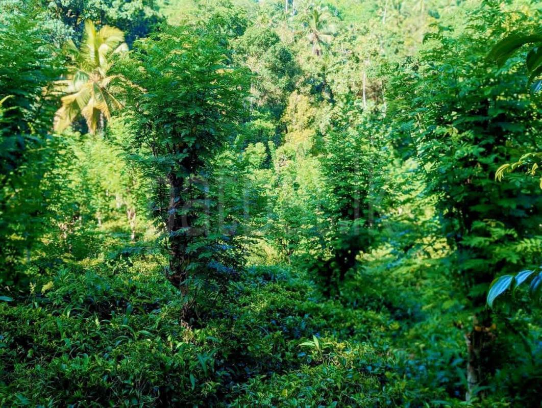 Residential Land for Sale in Kadugannawa