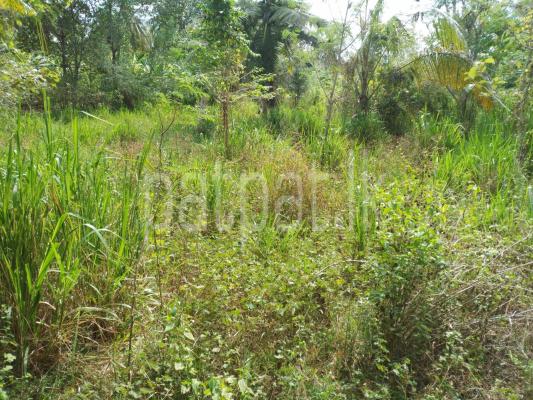 premium-listing-image