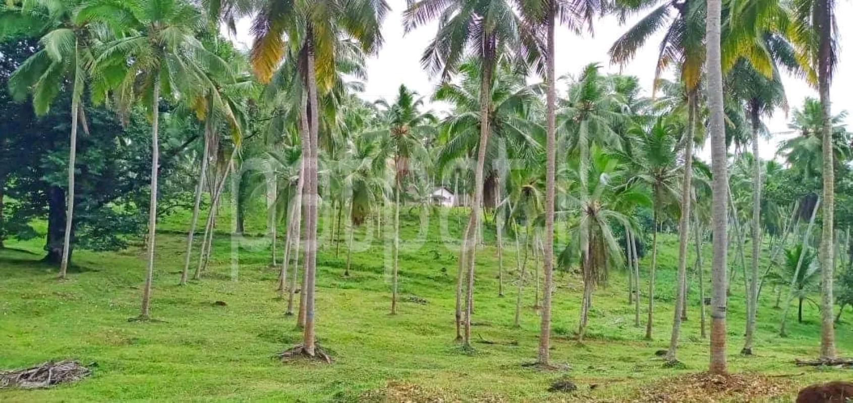 Agricultural Land for Sale in Maho