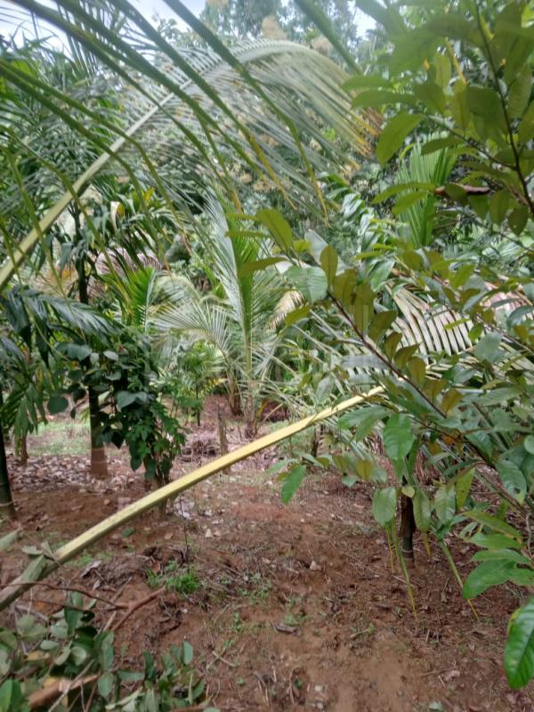 Residential Land for Sale in Akurana