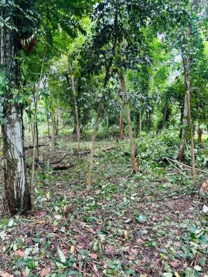 Commercial Land for Sale in Minuwangoda