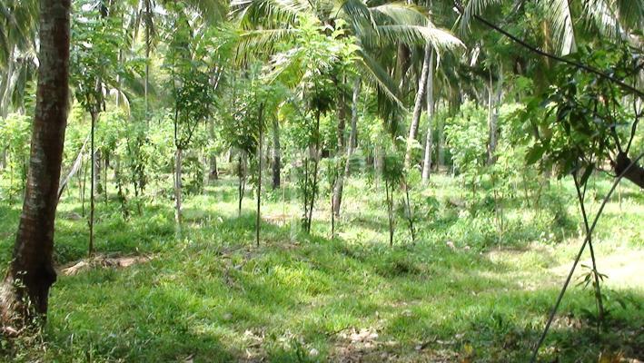 Agricultural Land for Sale in Nalanda