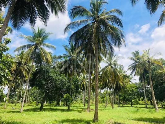 Agricultural Land for Sale in Puttalam