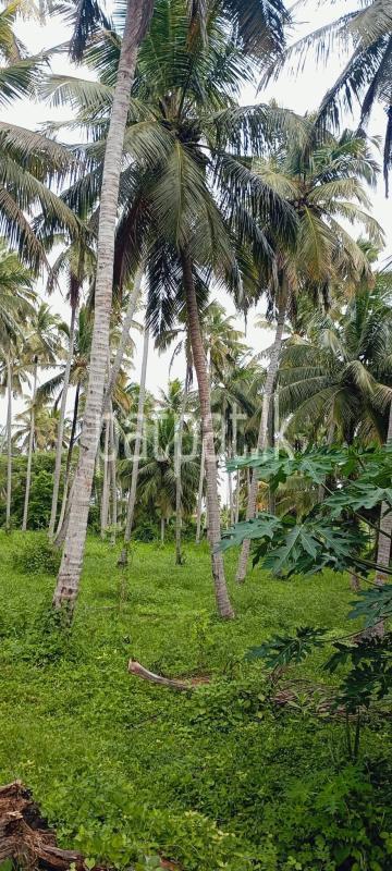 Agricultural Land for Sale in Wariyapola