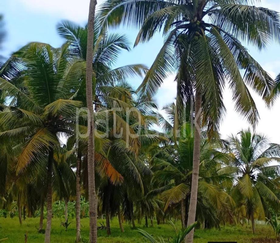 Agricultural Land for Sale in Kakkapalliya