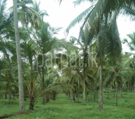 premium-listing-image