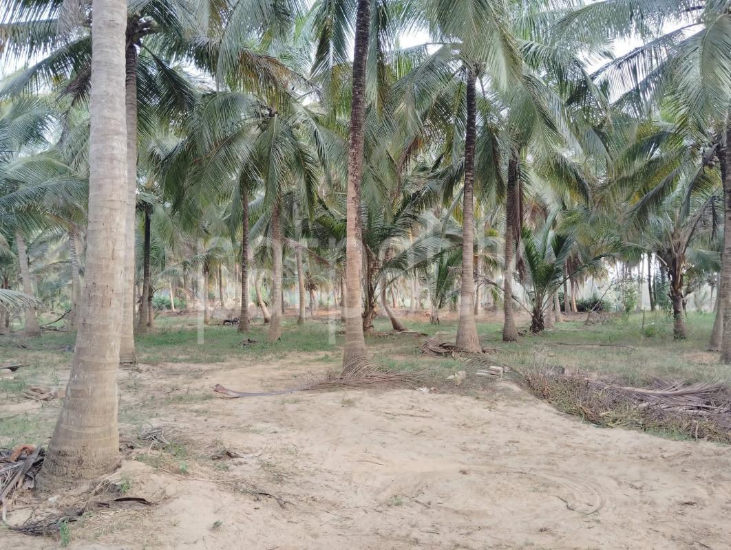 Agricultural Land for Sale in Nikaweratiya