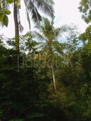 Residential Land for Sale in Ranna