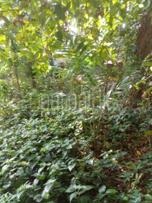 premium-listing-image