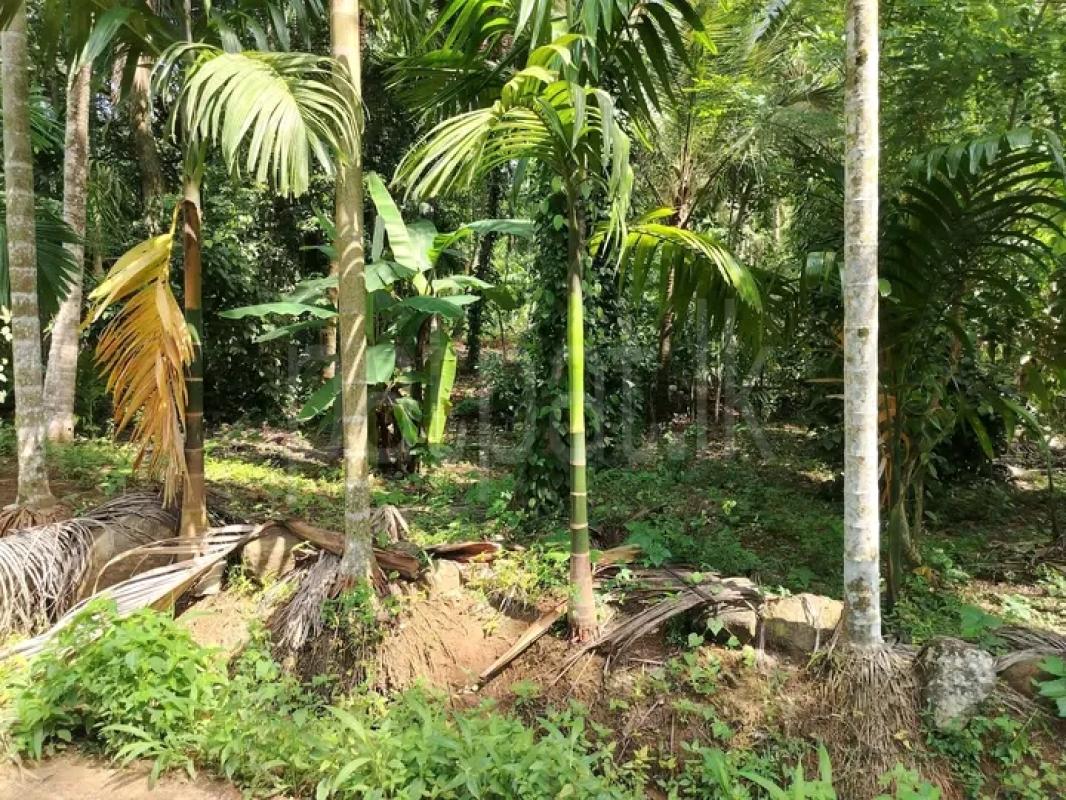 Residential Land for Sale in Giriulla