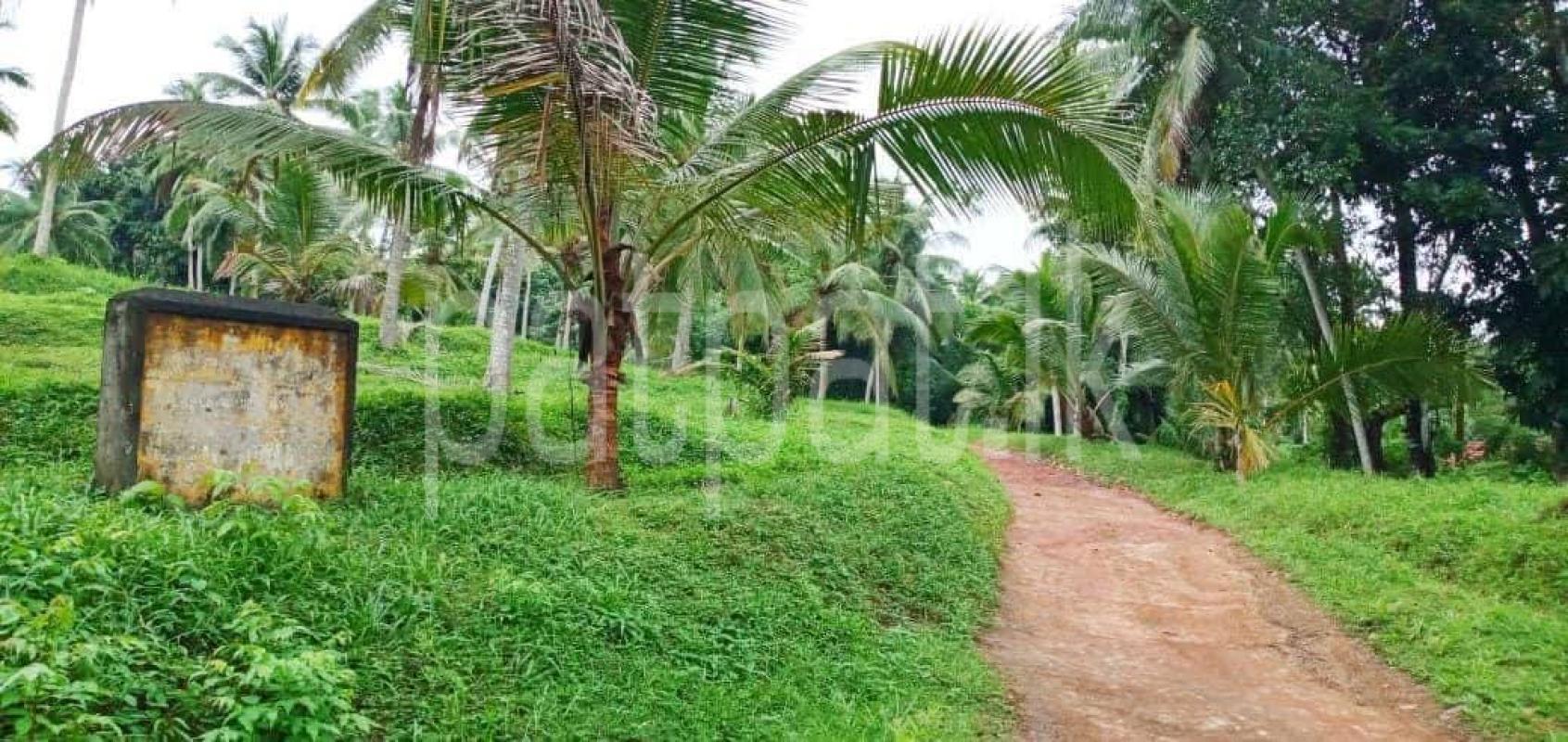 Agricultural Land for Sale in Mirigama