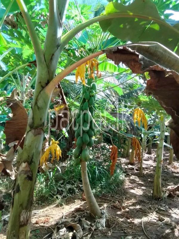 Agricultural Land for Sale in Eppawala