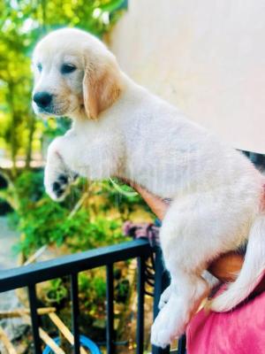 English cream Golden retriever