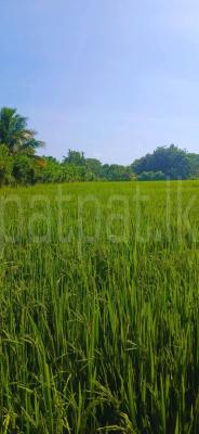 Agricultural Land for Sale in Sella Kataragama