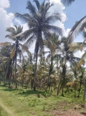 Agricultural Land for Sale in Kurunegala