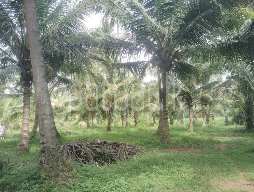 Agricultural Land for Sale in Maho