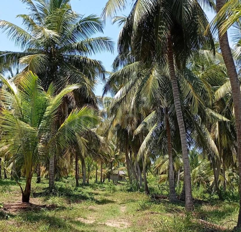 Agricultural Land for Sale in Bangadeniya