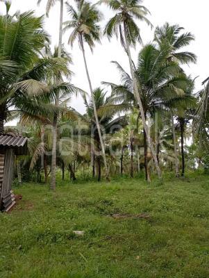 Commercial Land for Sale in Mutugala