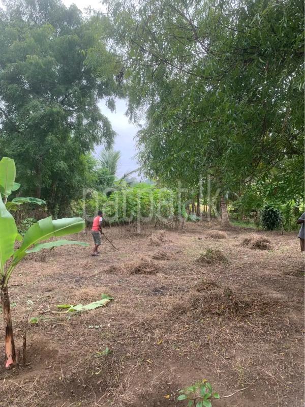 Agricultural Land for Sale in Gampola