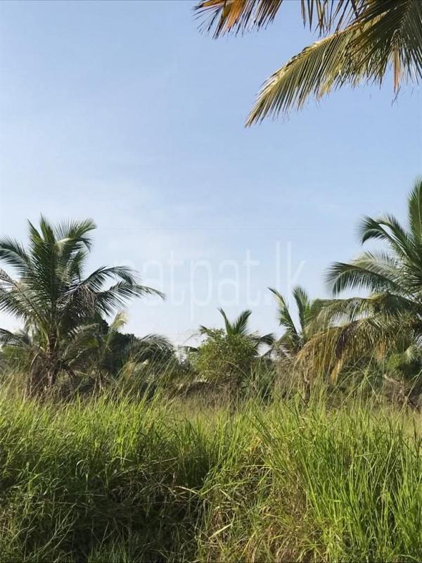 Agricultural Land for Sale in Puttalam