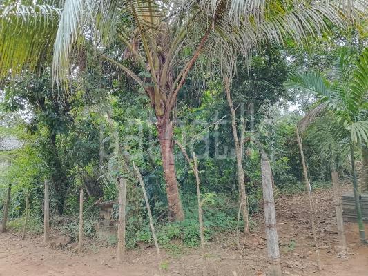 Agricultural Land for Sale in Kuruwita