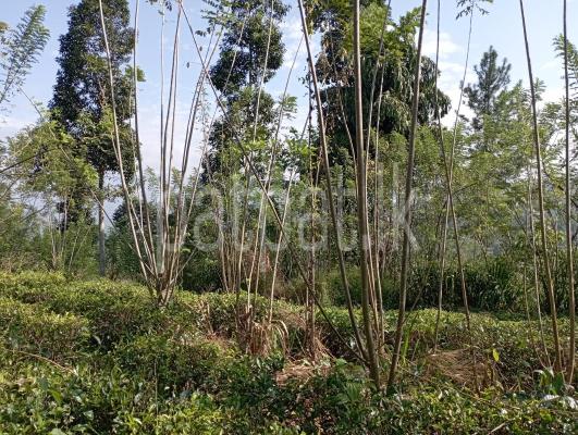 Agricultural Land for Sale in Gampola