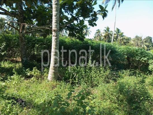 premium-listing-image