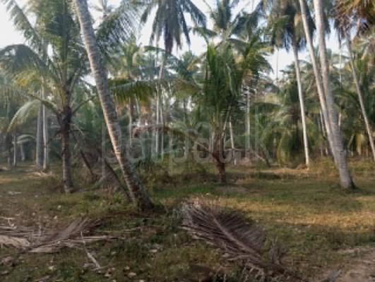 Agricultural Land for Sale in Gampaha