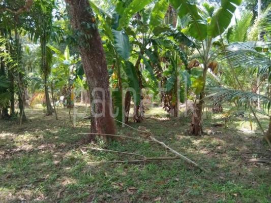 Commercial Land for Sale in Divulapitiya
