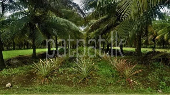 premium-listing-image