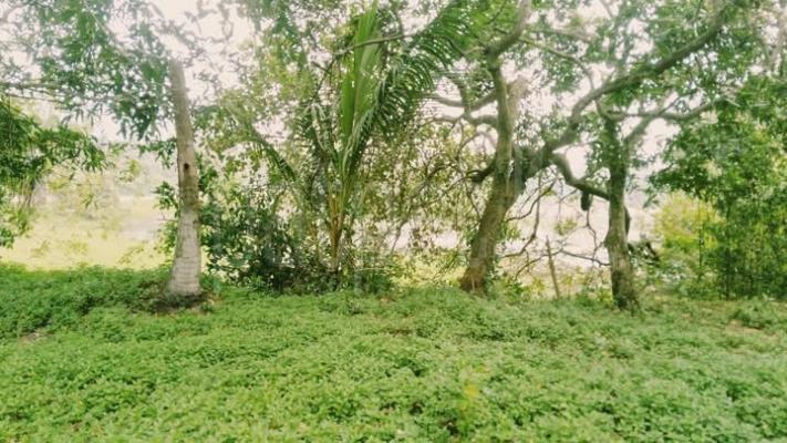 Agricultural Land for Sale in Katupota