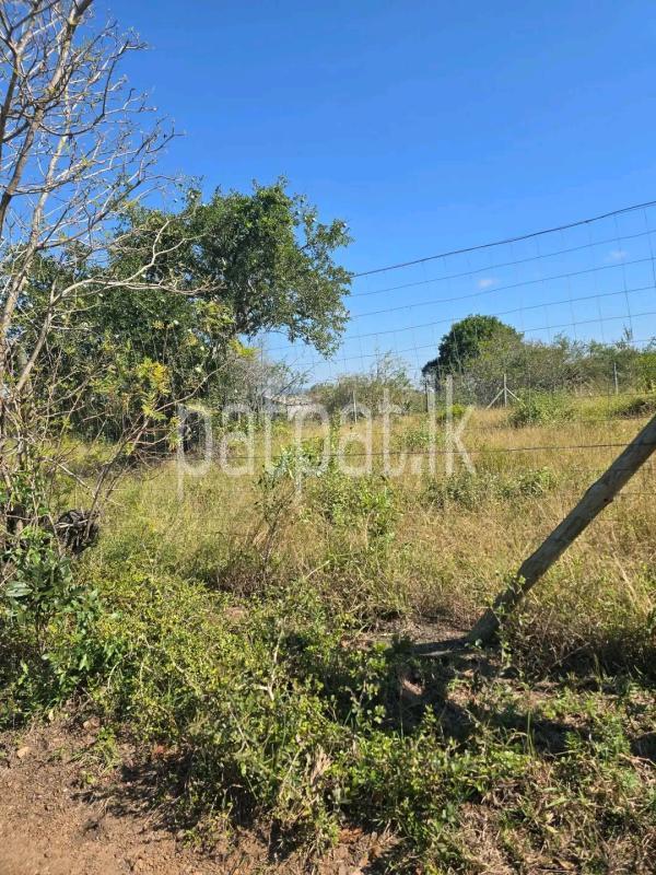 Agricultural Land for Sale in Bandaragama
