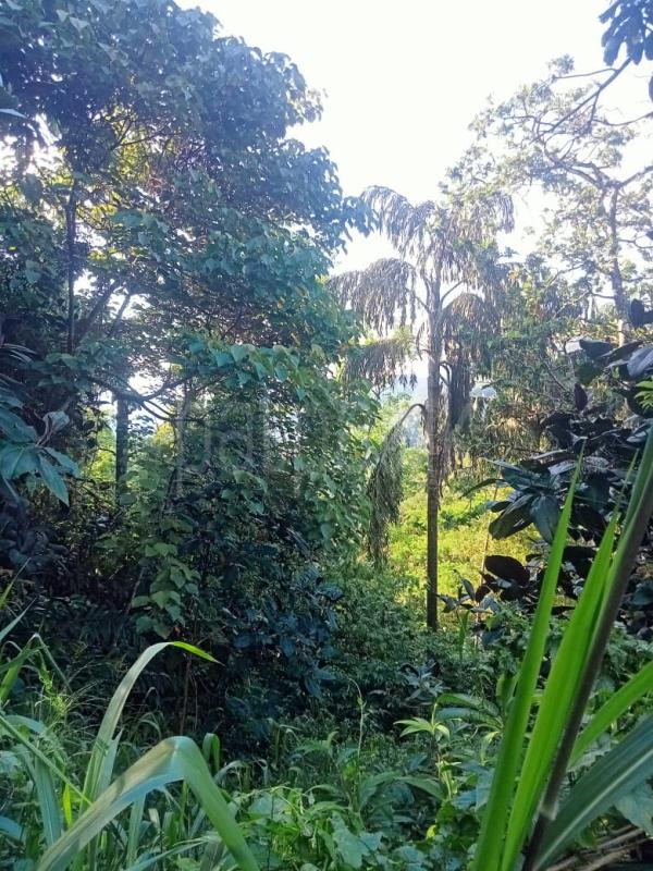  Land for Sale in Hatton