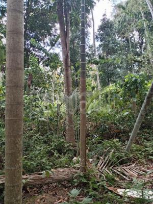 premium-listing-image