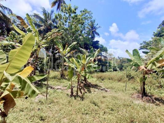 premium-listing-image