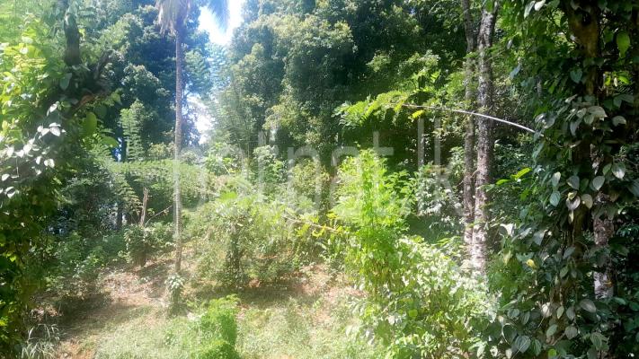 premium-listing-image