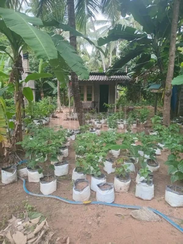Commercial Land for Sale in Pannala