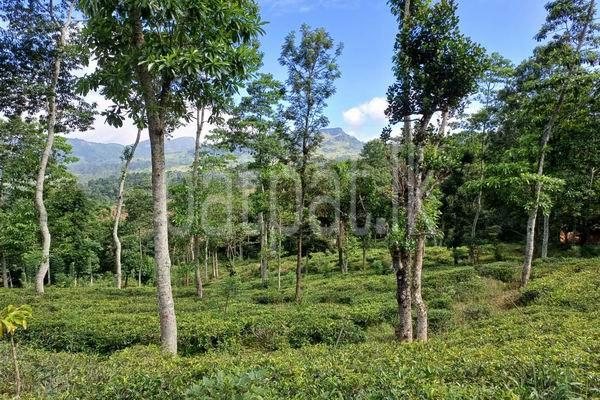 premium-listing-image