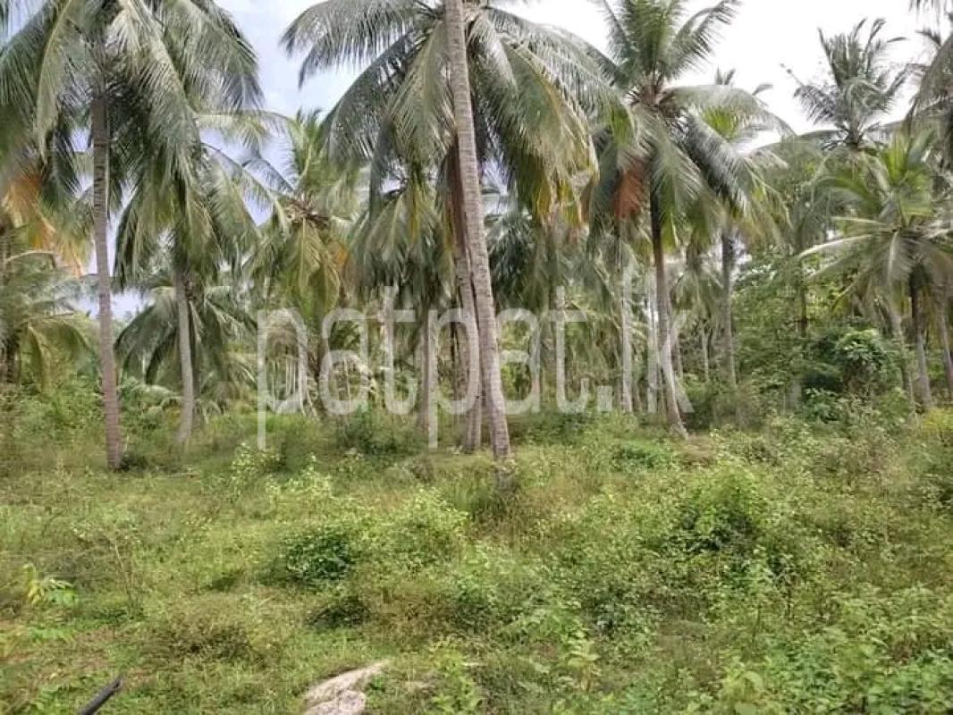 Agricultural Land for Sale in Maho